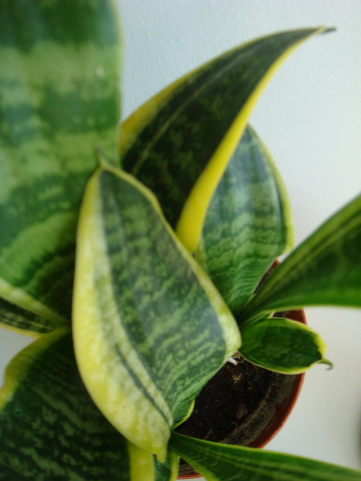 сансевьера трехполосая. сансевьера с желтой каймой. сансевиерия ханни с желтыми листьями. сансевьера цейлонская. сансевиерия guineensis yellow.