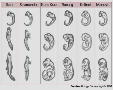 29+ Embriologi Perbandingan Hewan Vertebrata, Gambar Kekinian