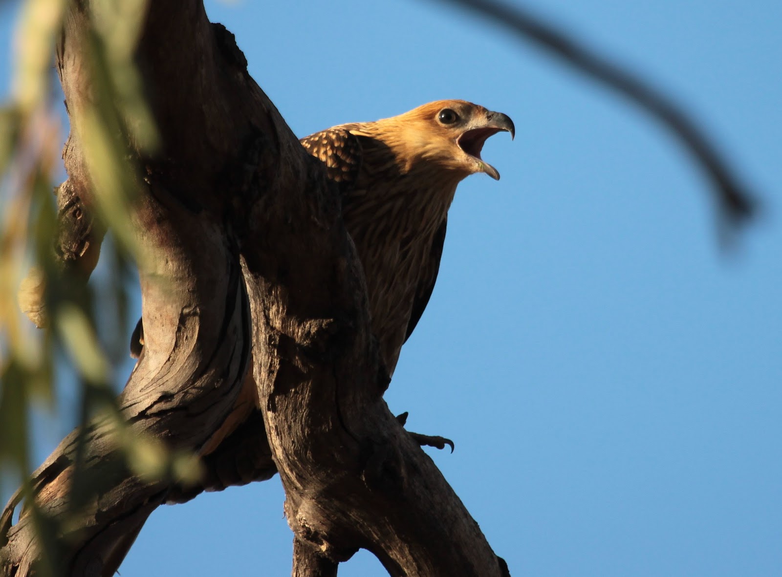 Richard Waring's Birds of Australia: Birds of Prey photos - Wedge ...