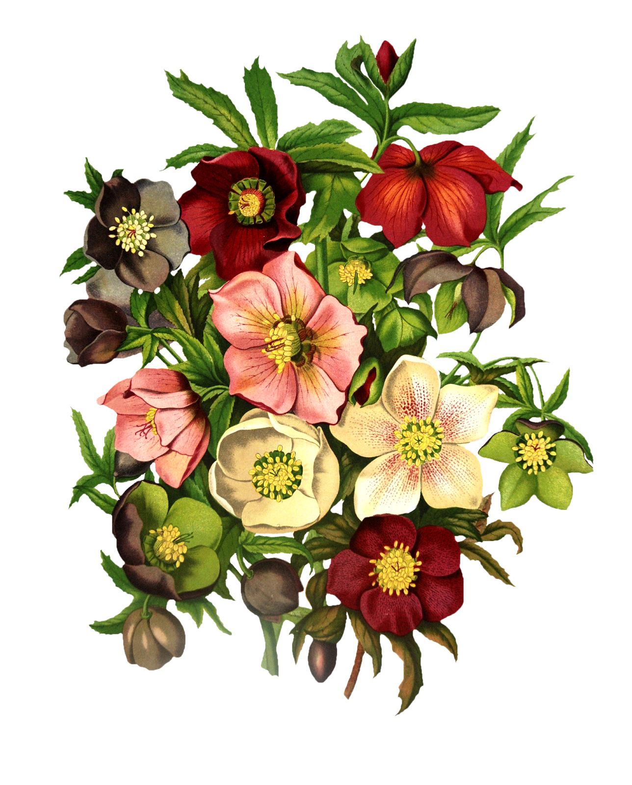 Блог Колибри: Vintage Floral PNG