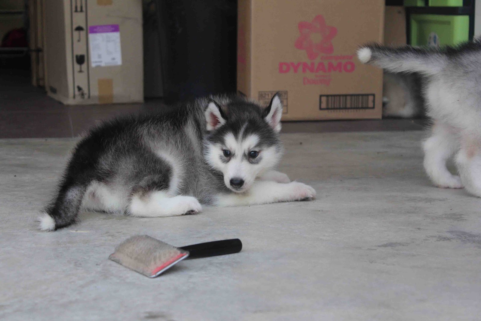 LovelyPuppy Female Siberian Husky Puppy(Grey/White)