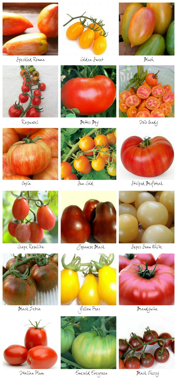 How to Grow Tomato Plant, Growing and Harvesting Fresh Tomatoes