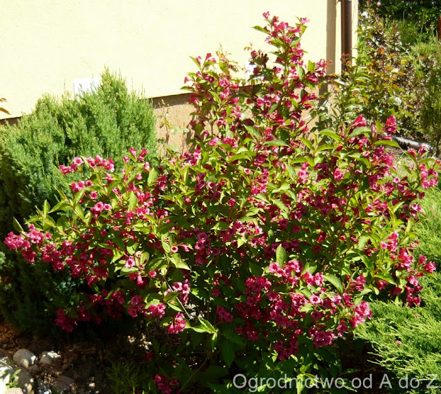 Krzewuszka Weigela