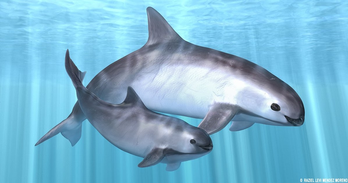 The Endangered Vaquita Porpoise in the Sea of Cortez