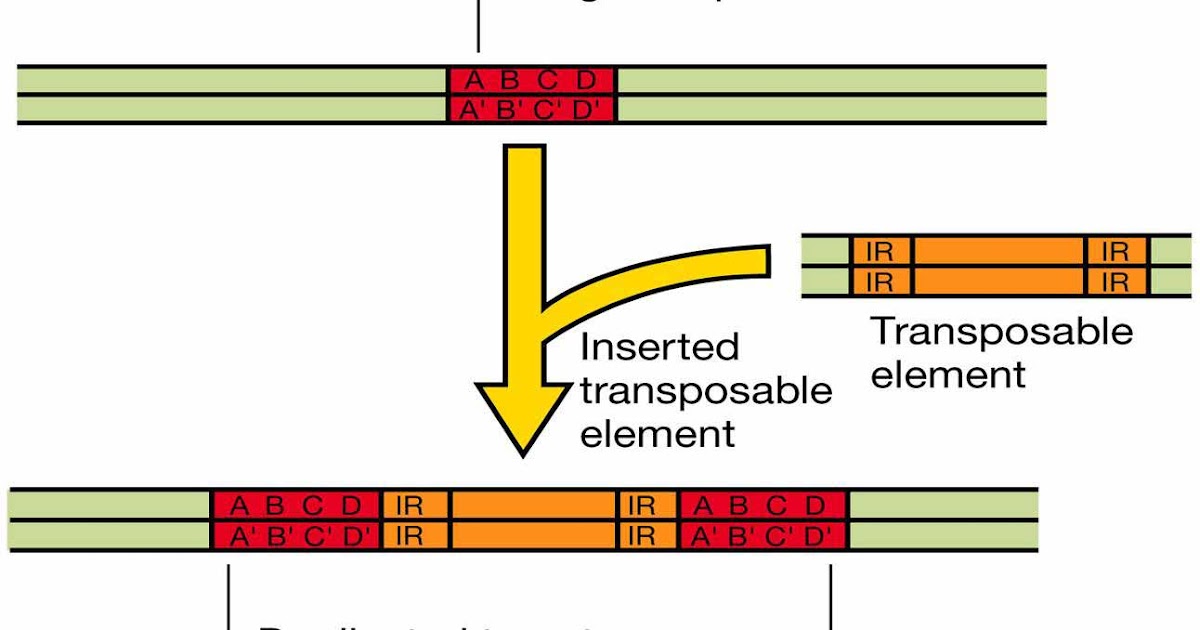 The Globe Transposable Elements Jumping Genes