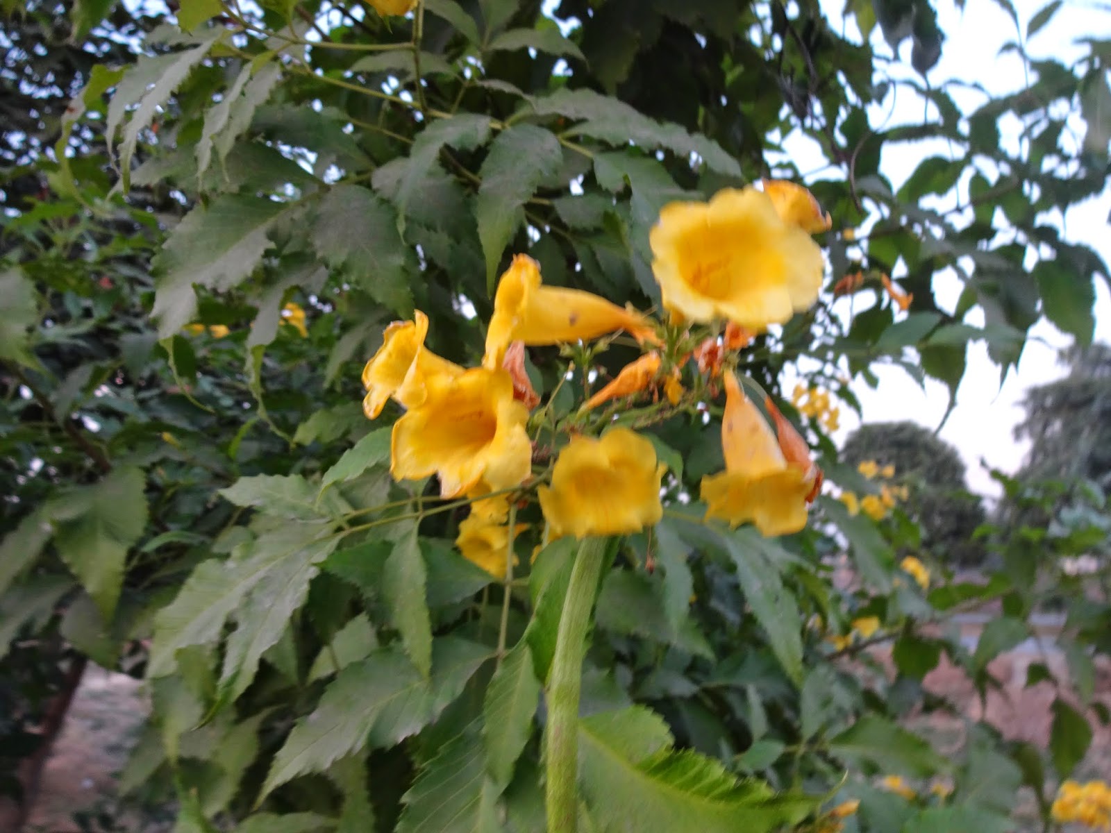 Plants of Lahore Pakistan stans Yellow trumpet flowers shrub