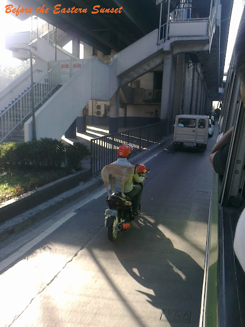 Motorcycle Dog is riding