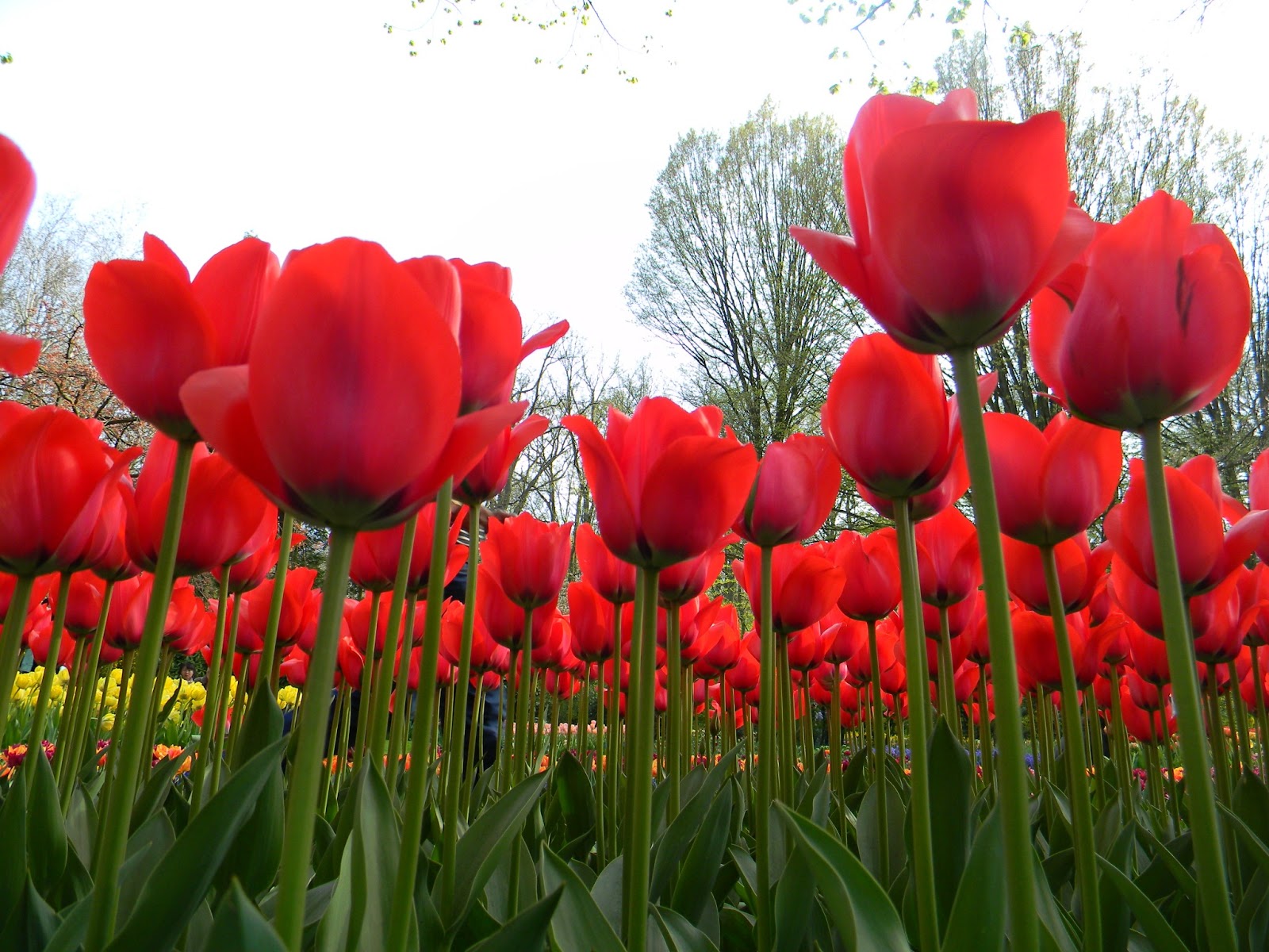 one time: Keunikan Bunga Tulip