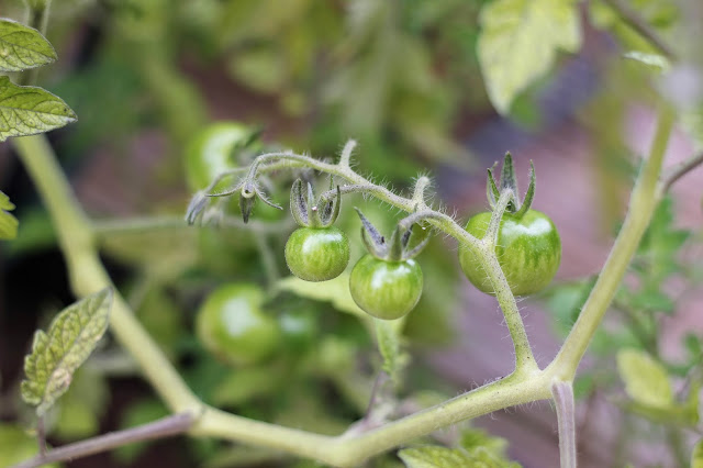 growing vegetables 