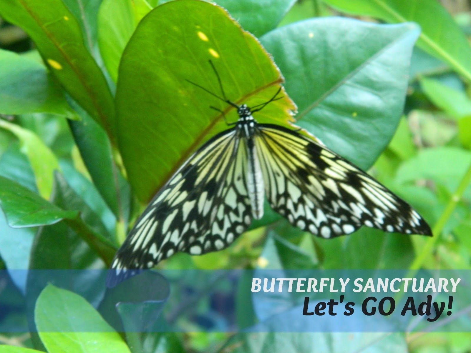 Let's GO! ady Bohol Butterfly Sanctuary