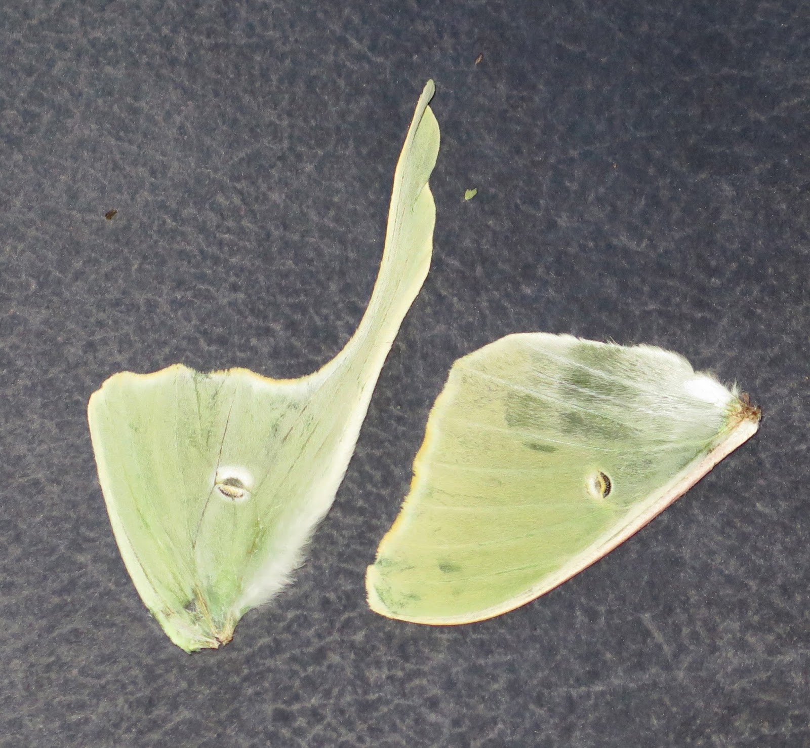 Dummerston Sightings 623 Luna moth wings