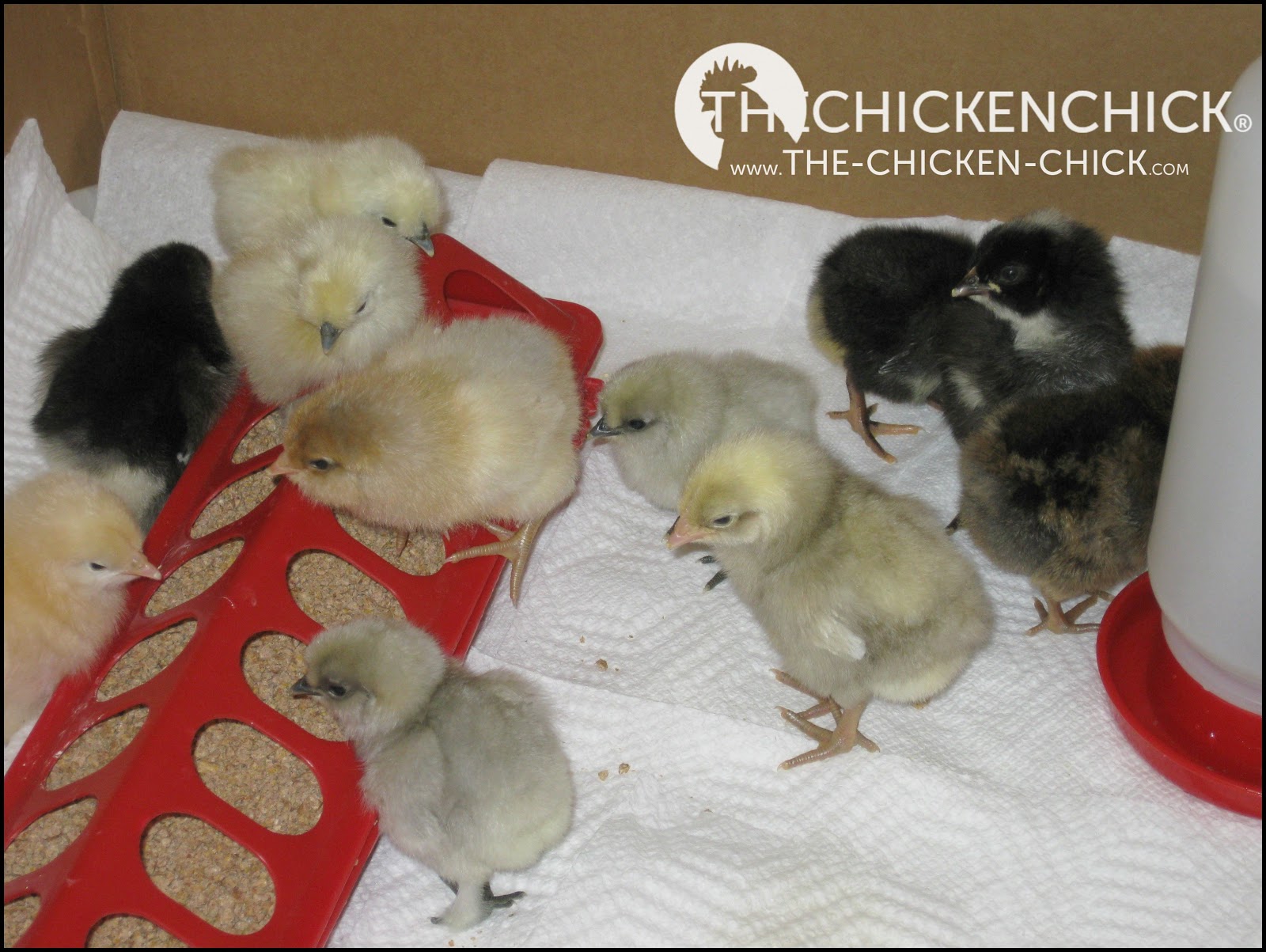 The Chicken Chick® Baby Chick Basics. What you need to know to get