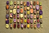 Variously colored fava means laid out in a grid, 11 beans wide and 6 beans tall.