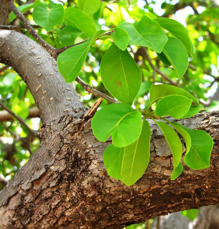 aspidosperma pyrifolium