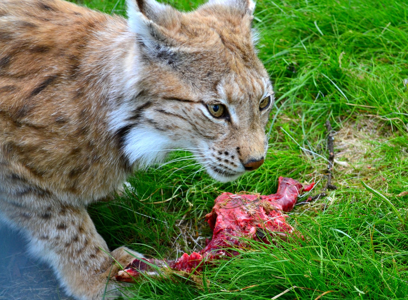 Here kitty! This stunning lynx seemed more interested in his food than us.