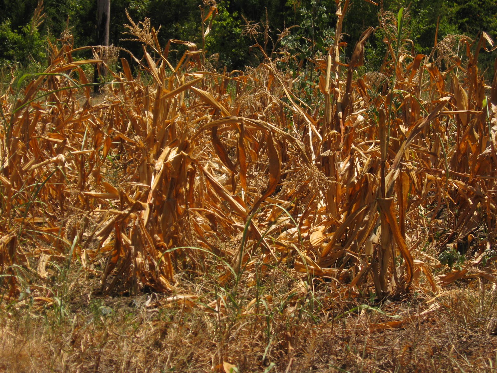 Bacon and Eggs Drought and Coming Food Shortages