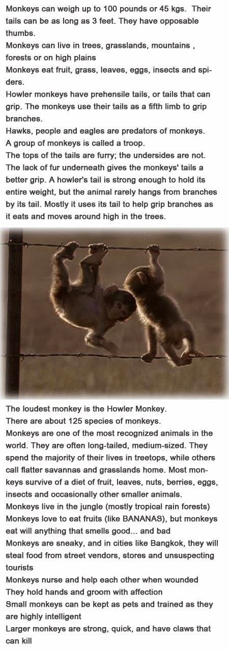 Monkey information for kids