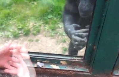 mono simio pidiendo que lo saquen del zoologico con señas y gestos