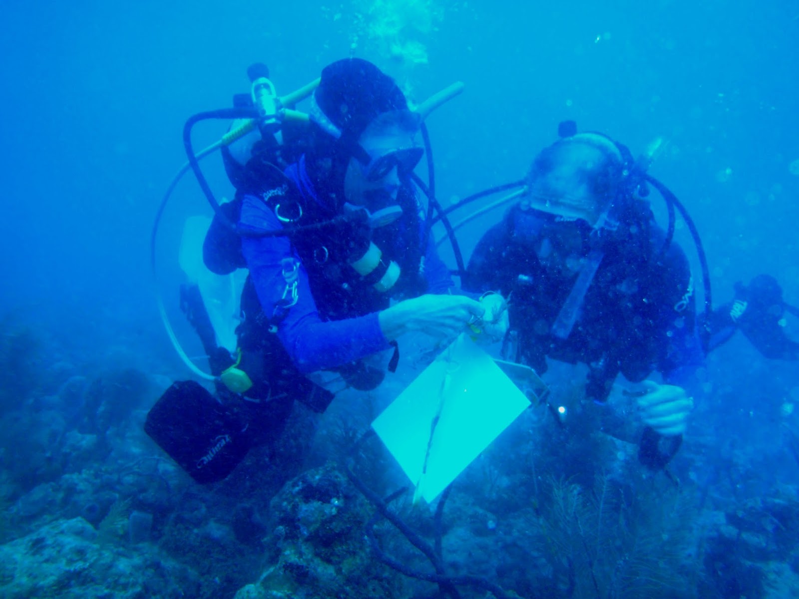 Keys Marine Laboratory Blog AAUS Diver Proficiency