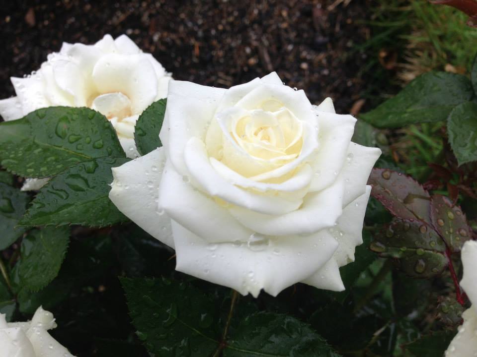 The Stone and the Star Rilke's French Roses In Translation, IX, X and XI