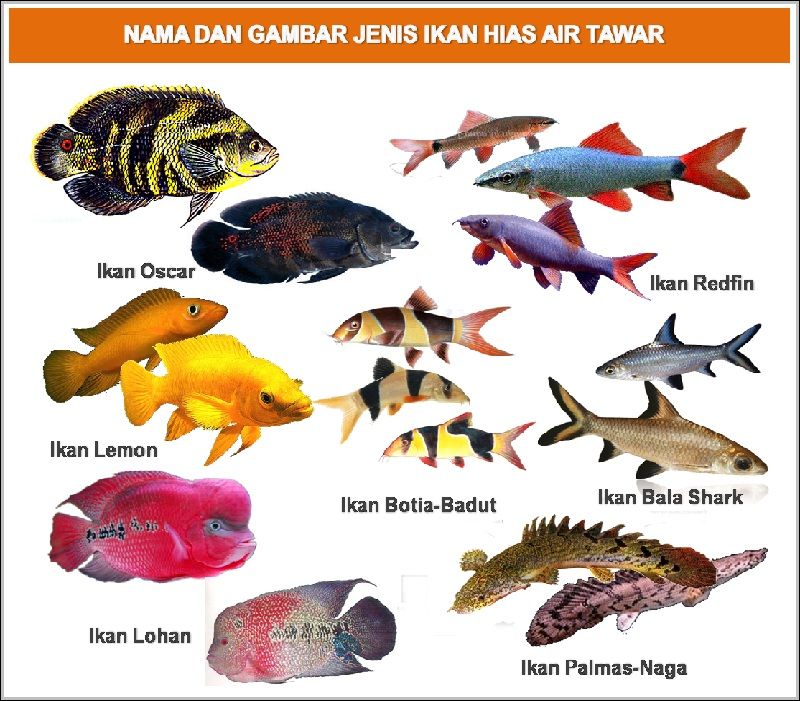 Nama-Nama Ikan Hias Air Tawar, Air Laut, Air Payau, Beserta Latinnya