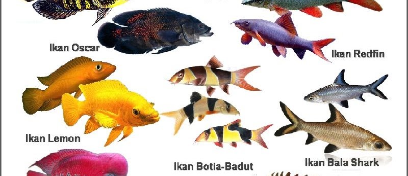 Nama-Nama Ikan Hias Air Tawar, Air Laut, Air Payau, Beserta Latinnya Terlengkap