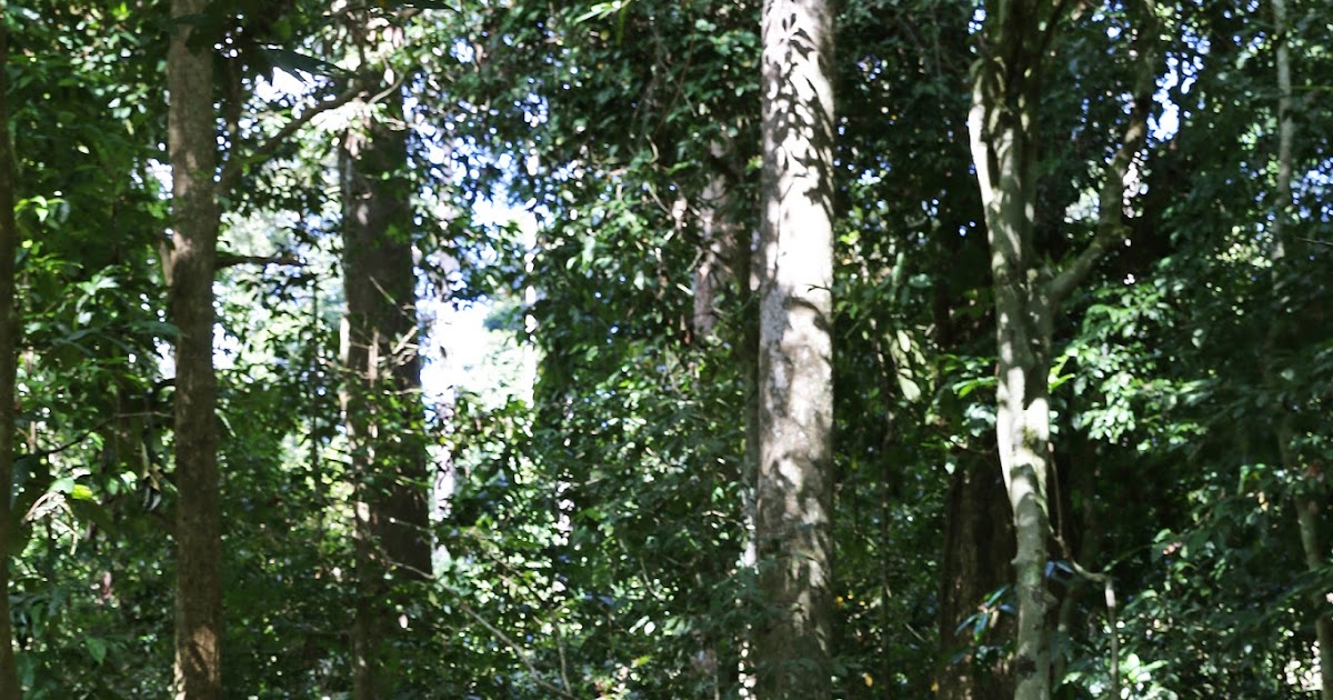Simpan kabili-sepilok hutan 3 Tempat