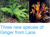 https://sciencythoughts.blogspot.com/2015/02/three-new-species-of-ginger-from-laos.html