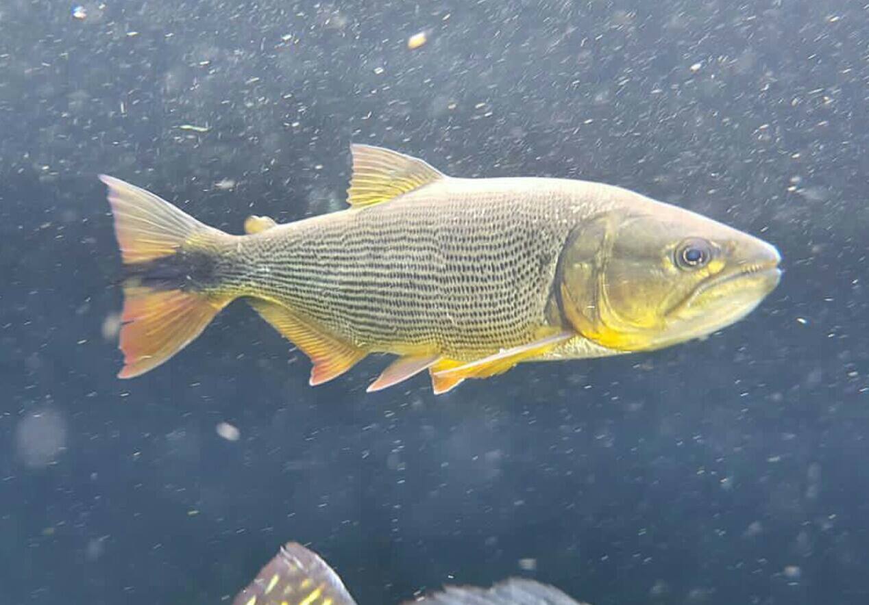 Dorado ikan Rasi Bintang