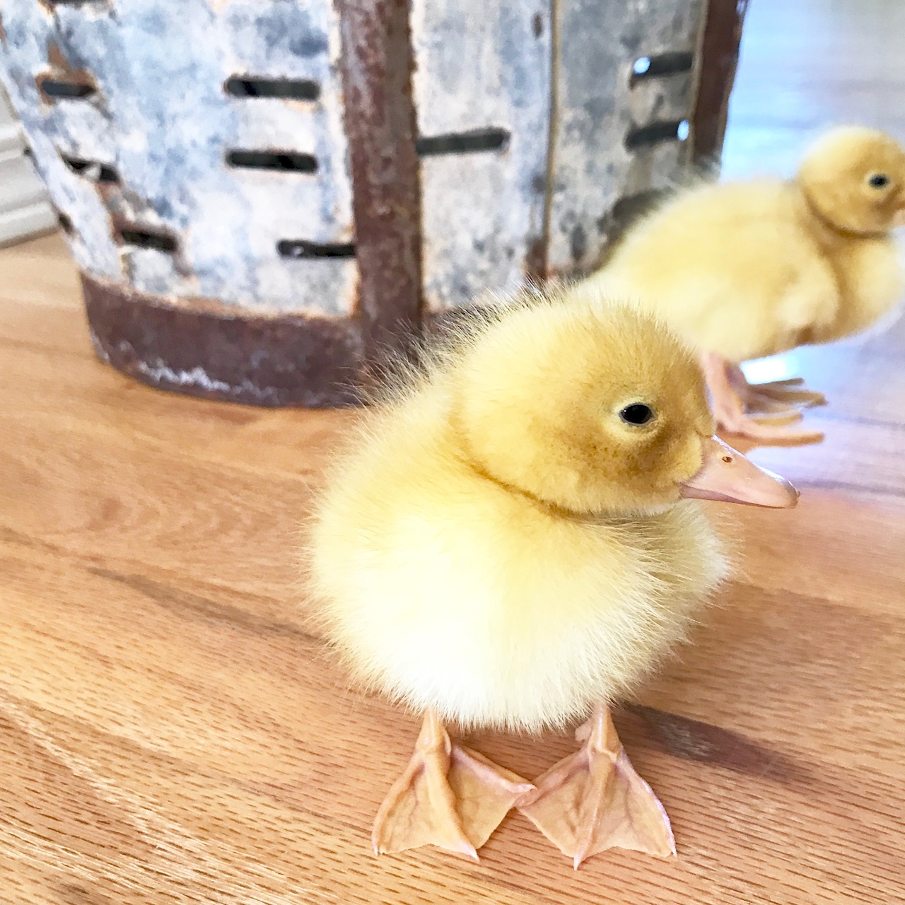 Little Farmstead Ducklings and Chicks So Happy Together (So Far!)