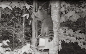 Raccoon raiding bird feeder
