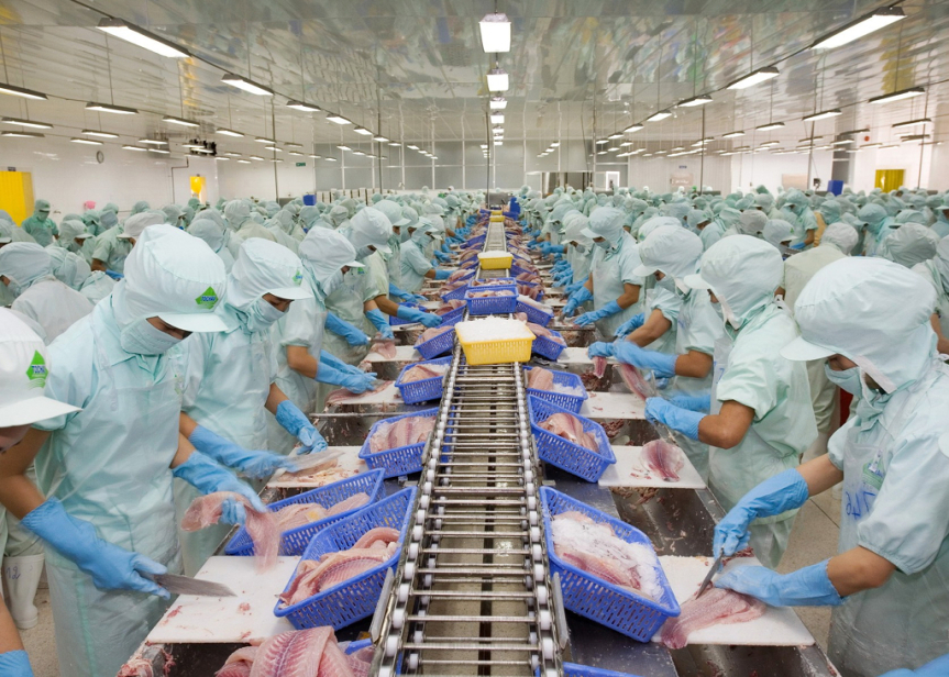 Sardine Production Line Packing Methods Sardine Fish Indonesia