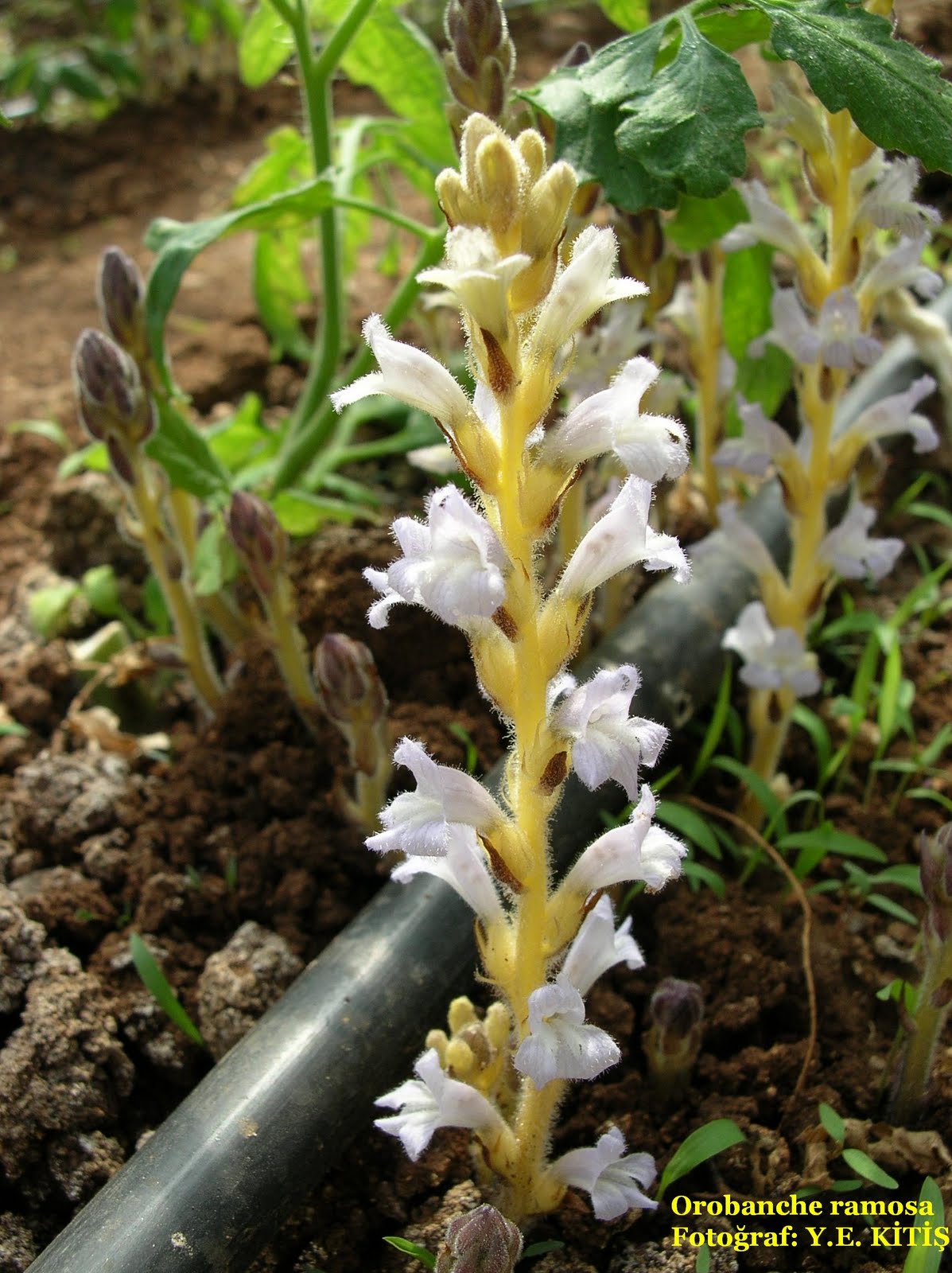 Parazit Yabancı Otlar ve Mücadelesi Canavar otu (Orobanche spp