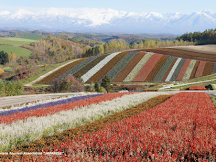 北海道富良野薰衣草+花田 開花情報2017(更新於10月22日)