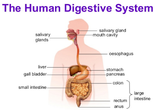 32+ Contoh bahasa inggris tentang digestive system beerta soal dan jawaban ideas