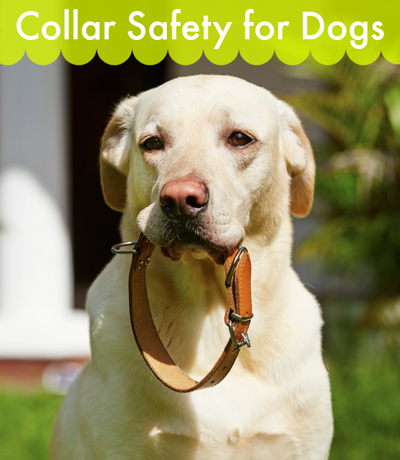 Collar Safety for Dogs Pawsitively Pets