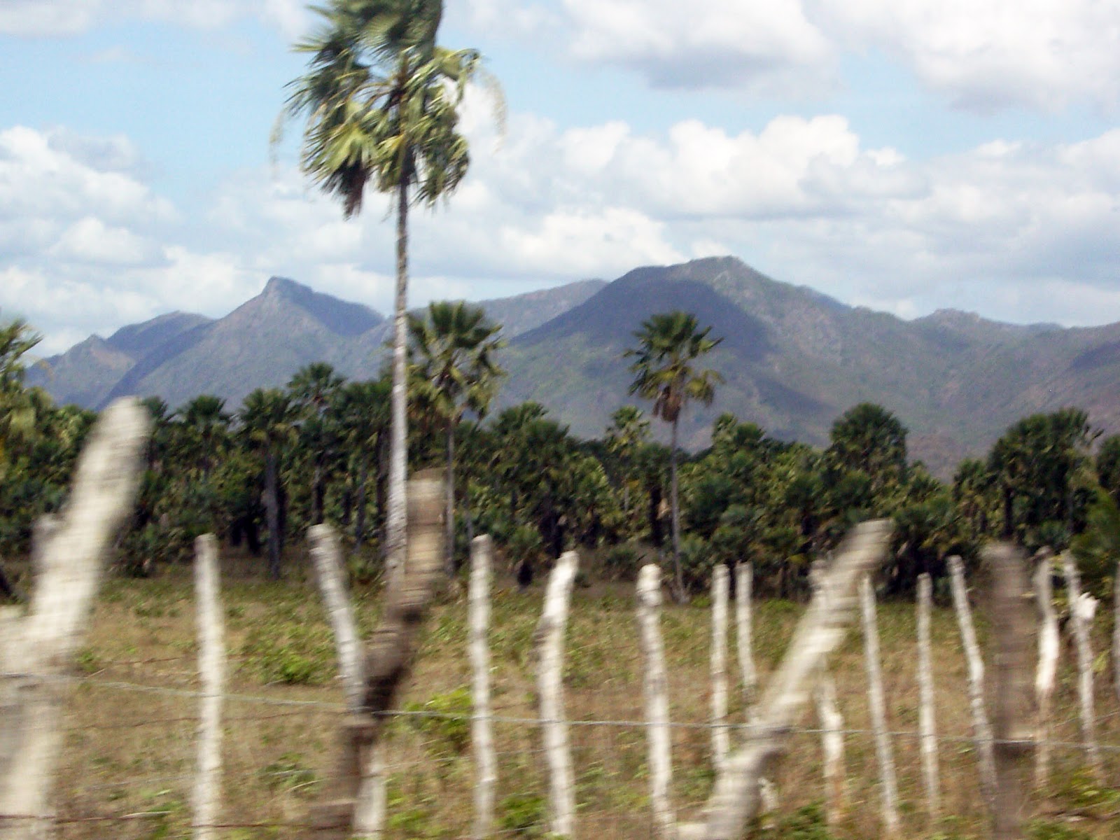 Exemplo De Agressão A Natureza Causada Pelo Extrativismo Vegetal