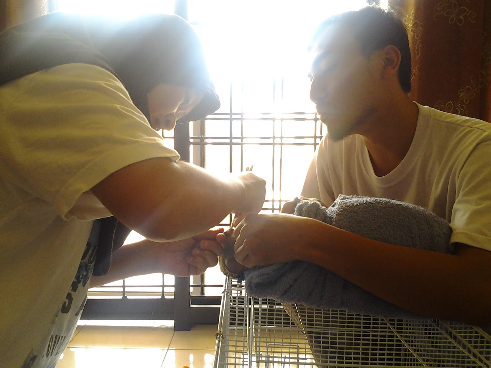 HONEY VETS: KELAS CAT GROOMING