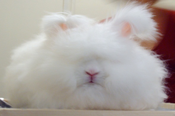 angora-rabbit-أرنب-الأنجورا