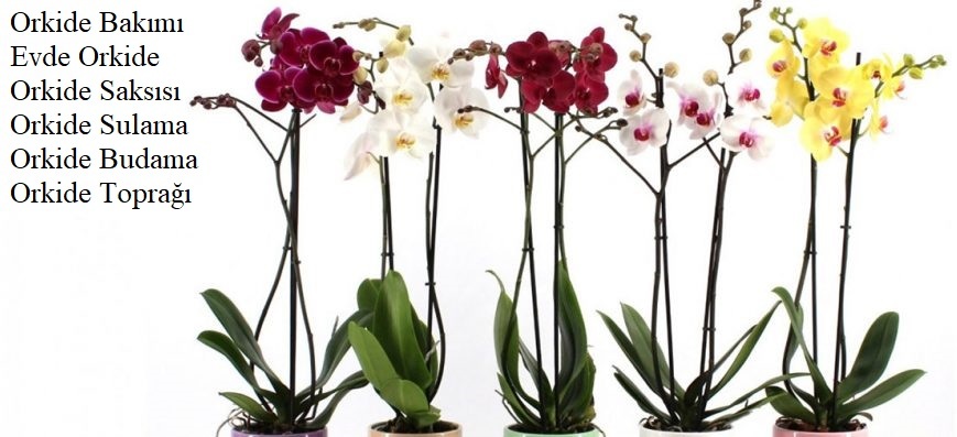 Orkide bakımı nasıl yapılır? - orkide