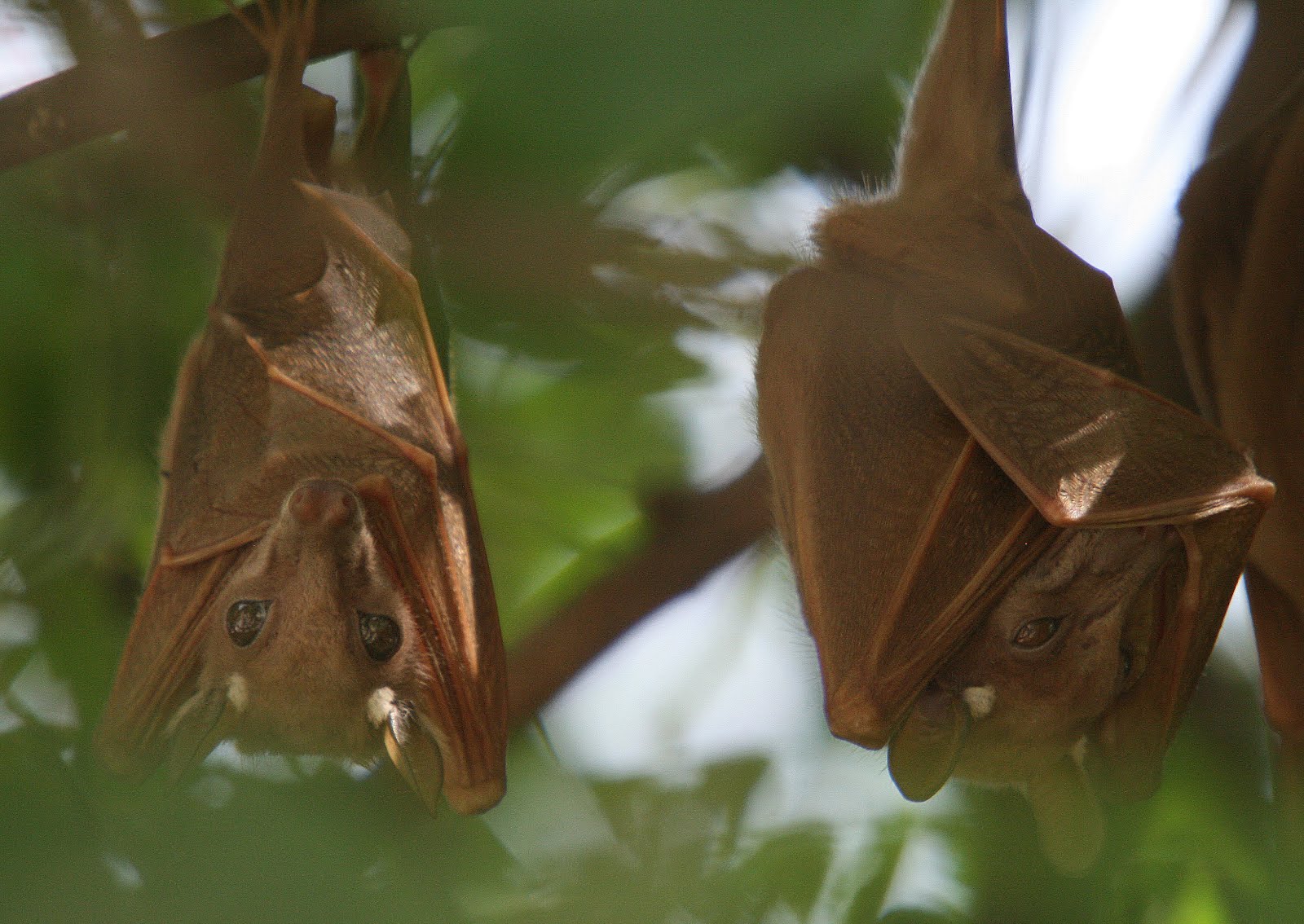 Birding South Sudan: Just bats