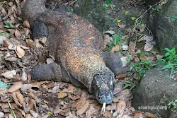 komodo kebun binatang ragunan jakarta