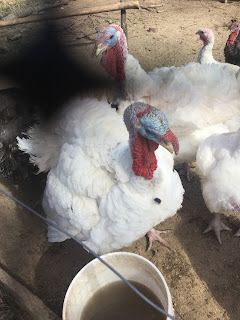 Chickens for Backyards, turkey calls, turkey update, white broad breasted turkey, 