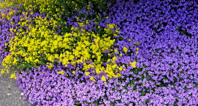 Plant World Campanula Portenschlagiana