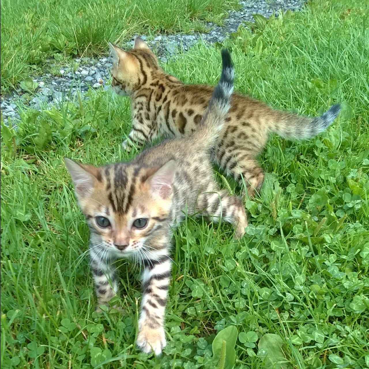 Kuwait Cats and kittens for sale