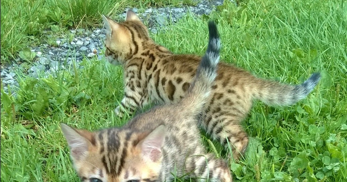 The Kuwait Cats and kittens Adoption and sales email us at