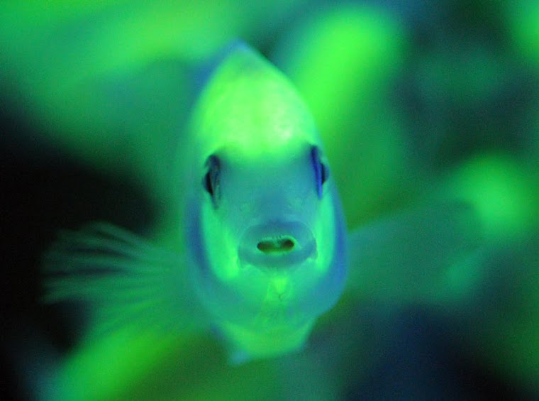 Genetically Modified Glo Fish: Analyzing the Risks and ...