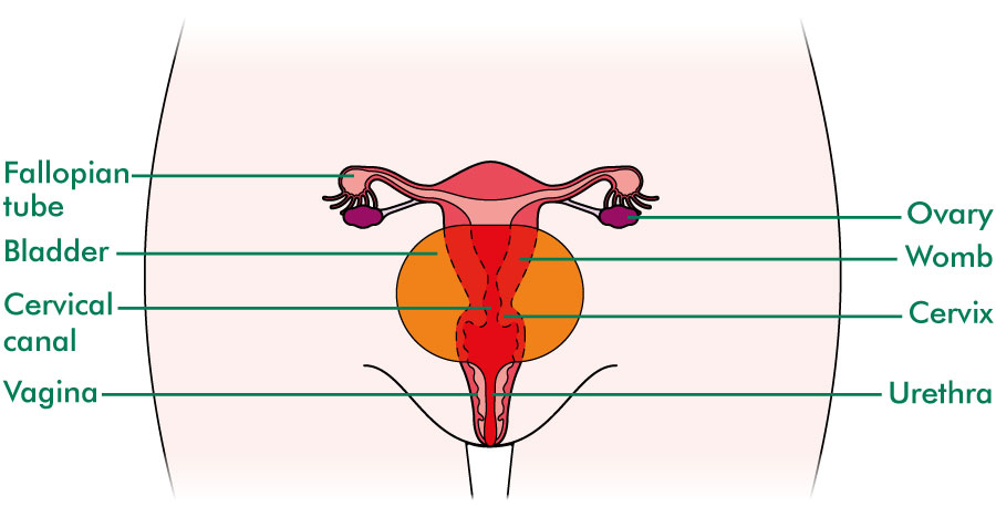 Capri cheerleader entering the vagina