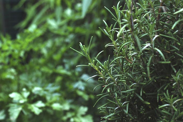 Q-made: herbs from my garden