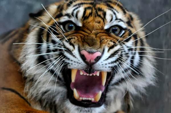 The endangered Sumatran tiger Extinct ~ Animal Pics On The World
